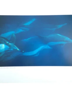 Póster de fotografía de naturaleza SCOTT WINER ‘Isla Catalina del delfín blanco del Pacífico’